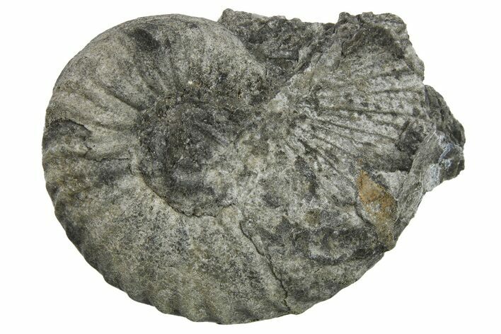 Triassic Fossil Ammonite (Frenchites) - Nevada #262680